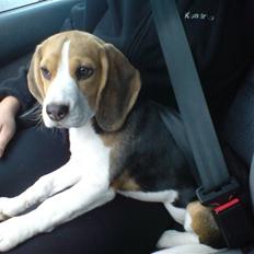 Beagle Luna (død 28/8) R.I.P ;(