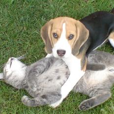 Beagle Luna (død 28/8) R.I.P ;(