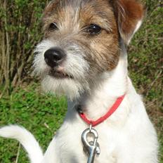 Parson russell terrier » Haldumlunds † Cassi † «