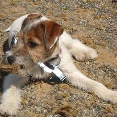 Parson russell terrier » Haldumlunds † Cassi † «