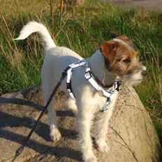 Parson russell terrier » Haldumlunds † Cassi † «