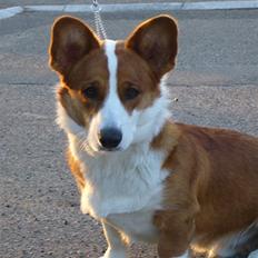 Welsh corgi cardigan Møller Kaas Bosco