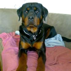 Rottweiler Vega