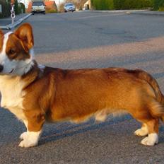 Welsh corgi cardigan Møller Kaas Bosco