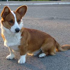 Welsh corgi cardigan Møller Kaas Bosco