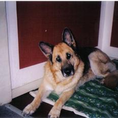 Schæferhund Hawke *RIP*