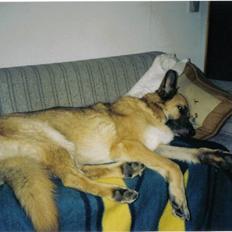 Schæferhund Hawke *RIP*