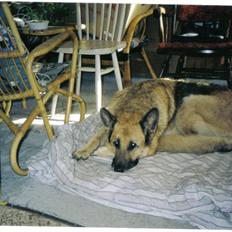 Schæferhund Hawke *RIP*