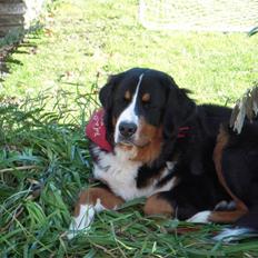 Berner sennenhund balou