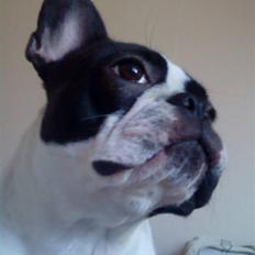 Fransk bulldog Carla *RIP*