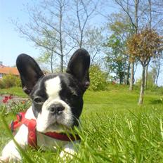 Fransk bulldog Carla *RIP*
