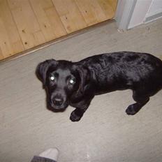 Labrador retriever freja