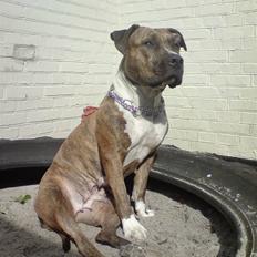 Amerikansk staffordshire terrier Tyta R.I.P 