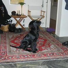 Flat coated retriever Buster