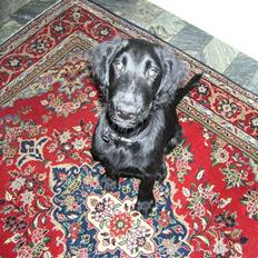 Flat coated retriever Buster