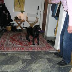 Flat coated retriever Buster