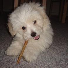 Coton de tulear Ella