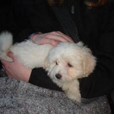 Coton de tulear Ella