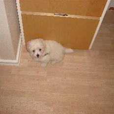 Coton de tulear Ella