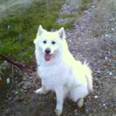 Samojedhund DØD 6/4-08