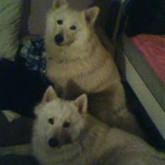 Samojedhund DØD 6/4-08