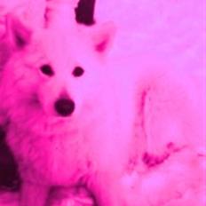 Samojedhund DØD 6/4-08