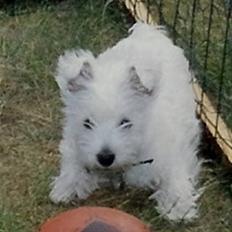 West highland white terrier Sankt Ludvig's Miss Tanja