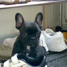 Fransk bulldog Eddie  † R.I.P 14.02.11