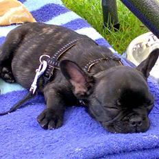 Fransk bulldog Eddie  † R.I.P 14.02.11