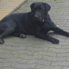 Labrador retriever Balto