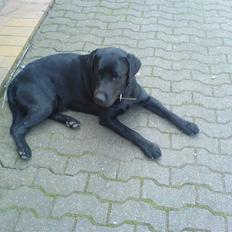 Labrador retriever Balto