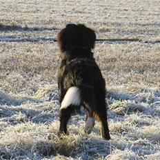 Berner sennenhund Viggo
