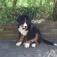 Berner sennenhund balou