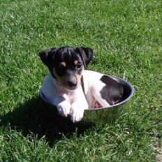 Dansk svensk gaardhund moustgaard dee dee