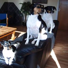 Dansk svensk gaardhund moustgaard dee dee