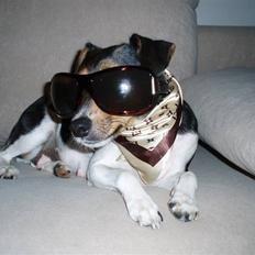 Dansk svensk gaardhund moustgaard alfa