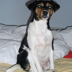 Dansk svensk gaardhund moustgaard alfa