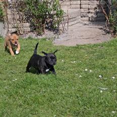 Staffordshire bull terrier Wenk Staff Jessie (Linca)