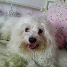 Coton de tulear mickey