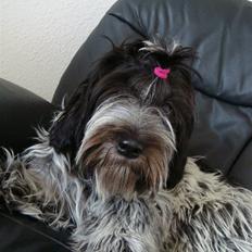 Schapendoes *camagis queen quinetta*