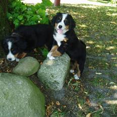 Berner sennenhund Freja.