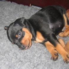 Dvaergpinscher Lyra