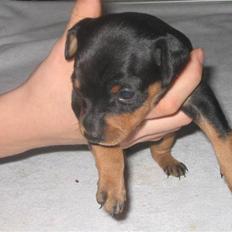 Dvaergpinscher Lyra