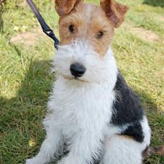 Ruhåret foxterrier Fifi