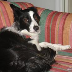 Border collie Luckey