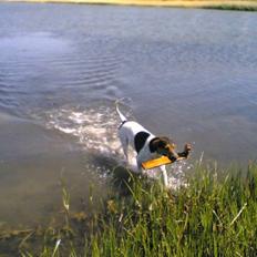 Blanding af racer Jack aka. Jackie