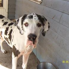 Grand danois Scooby (Død)