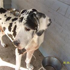 Grand danois Scooby (Død)