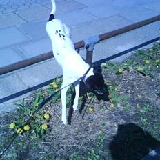 Dansk svensk gaardhund Kvik *R.I.P* min baby:´(