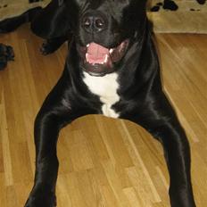 Blanding af racer Shiva R.I.P 11/6-08